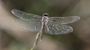 J16_1859 Selysiothemis nigra female